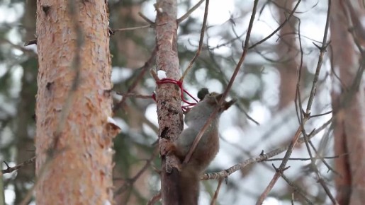 Доброе утро, Заполярье!. Фотограф Валентин Колинько поймал в объектив настоящую хозяюшку – белка увлеченно таскала веточки для будущего гнезда