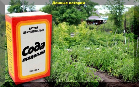 ��� ���� �������� �������� ���������� � �������� ��������