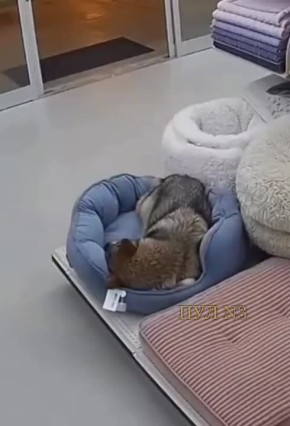 В Мурманске волк зашел в торговый центр, примерил лежанку и унес: