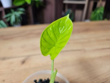 Черная икра для растений: как укоренить даже самые капризные виды