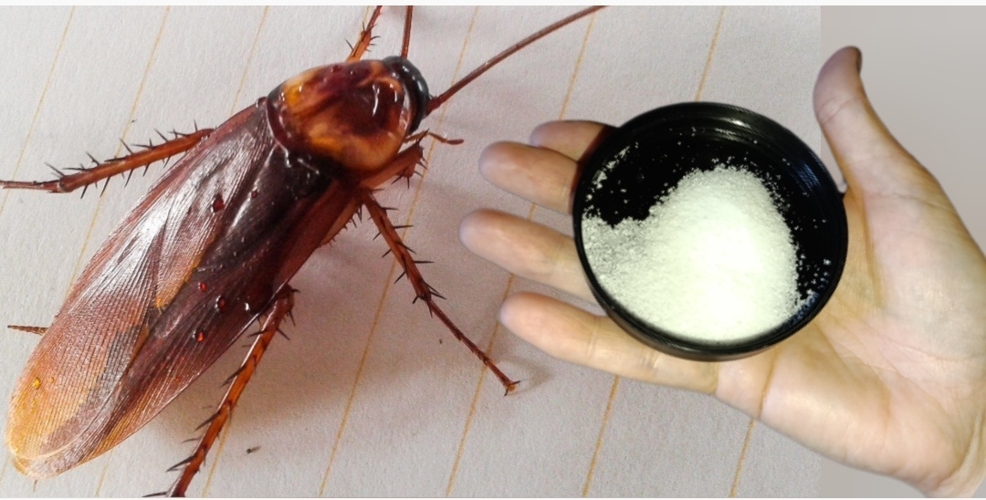 Как навсегда избавиться от тараканов: эффективные методы и советы