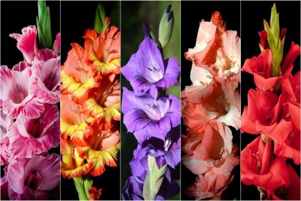 ��� ��������� �������� ����������� � ������ ��������� �� �������� �������