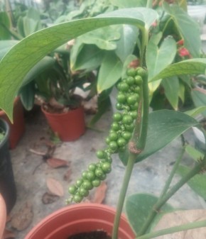 ��� ��������� ������ ����� �� �����������: ������� ��� ����������