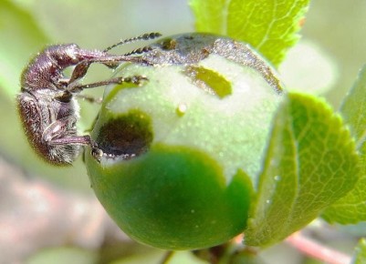 ��� �������� �������� �� ��������� �����: ����������� ������ ������