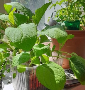 ����� ����� ��������� �� �������: ������� ������ ��� ����������-����������� �������