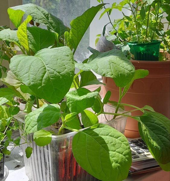 Когда сеять баклажаны на рассаду: секреты успеха для Центрально-Чернозёмного региона