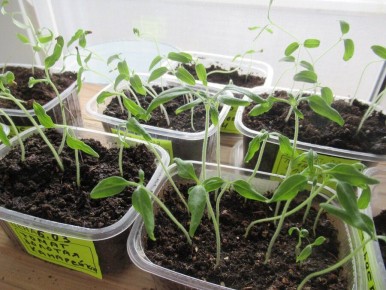 ��� ������������� ����������� ������� ������� ����� ����������