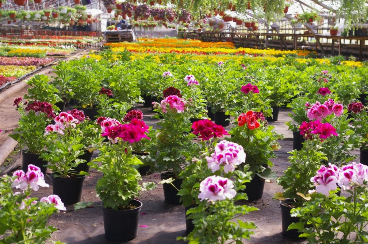 Что посеять в феврале: лучшие цветы для рассадки