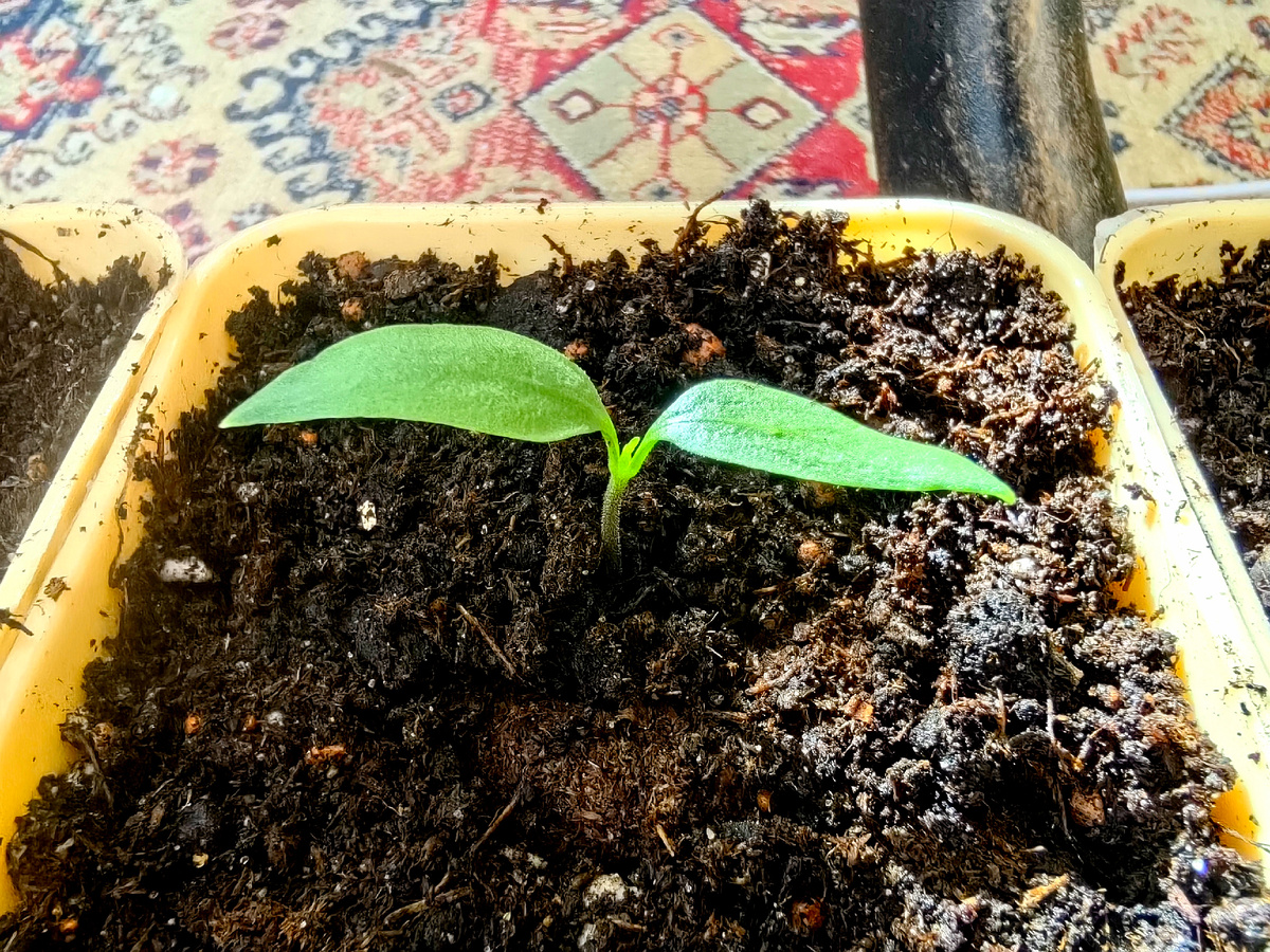 Почему важно пересадить рассаду перца прямо сейчас?