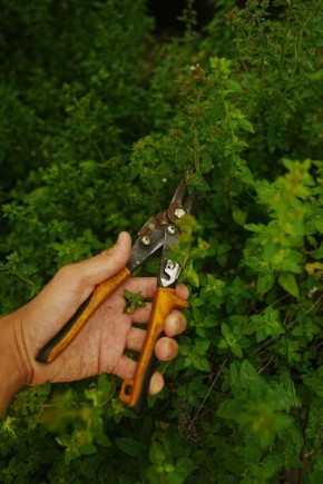 ��� ����� ������� ������ �������: ������ ���������