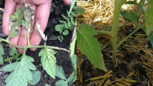 Как неправильное мульчирование погубило рассаду: уроки на будущее