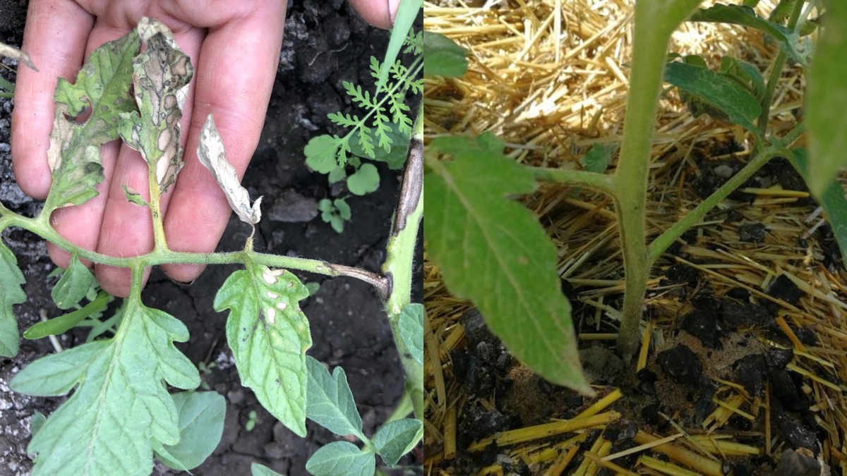 Как неправильное мульчирование погубило рассаду: уроки на будущее