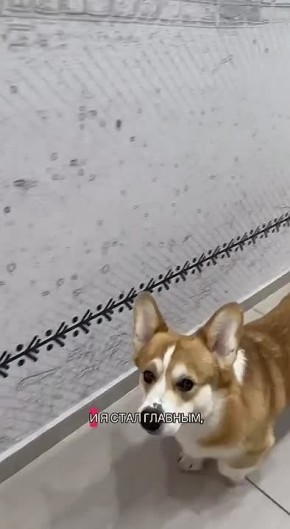 Необычный экскурсовод появился в музее в Заполярье