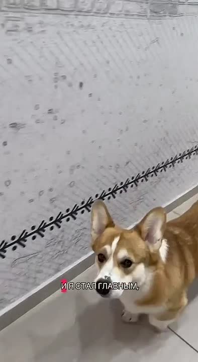 Необычный экскурсовод появился в музее в Заполярье