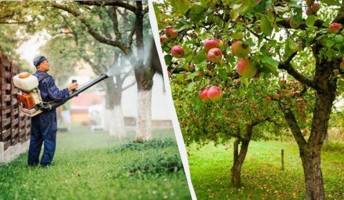 Борьба с тлёй на яблонях: секреты эффективного народного средства