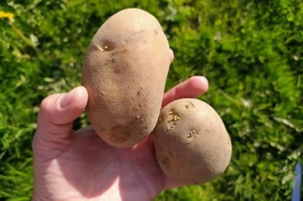 Как правильно подготовить картофель к посадке в апреле
