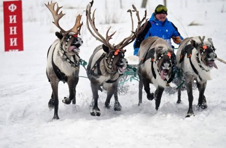 Праздник Севера: в Ловозере состоялось физкультурное мероприятие по национальным видам спорта и традиционный день оленевода