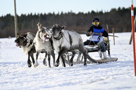 В Ловозере прошли гонки на оленьих упряжках и соревнования по национальным видам спорта