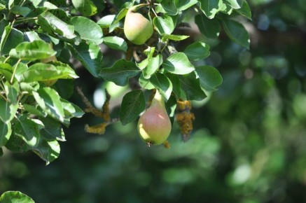 Как выбрать подходящие сорта груш для дачи: морозостойкость и урожайность на первом месте
