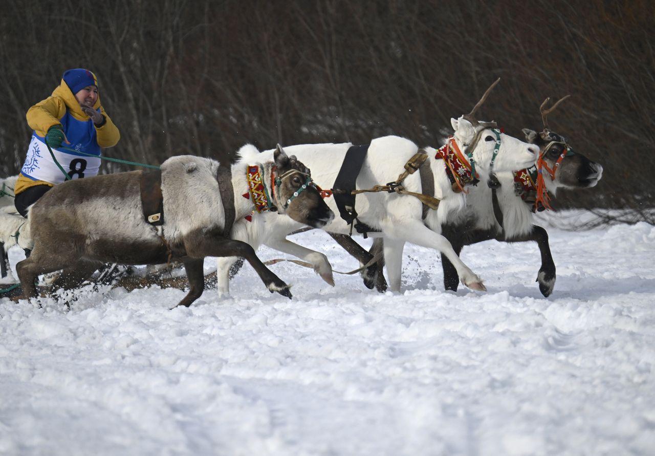 В Ловозере устроили гонки на оленьих упряжках