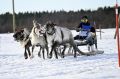 В Ловозере прошли гонки на оленьих упряжках и соревнования по национальным видам спорта