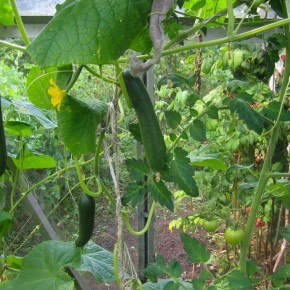 ������ ������: ��� �������� �� �����