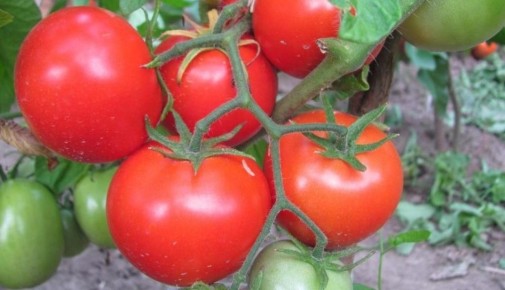 ��� ������ ������ ������� ��� ��������� ����������� � ��������