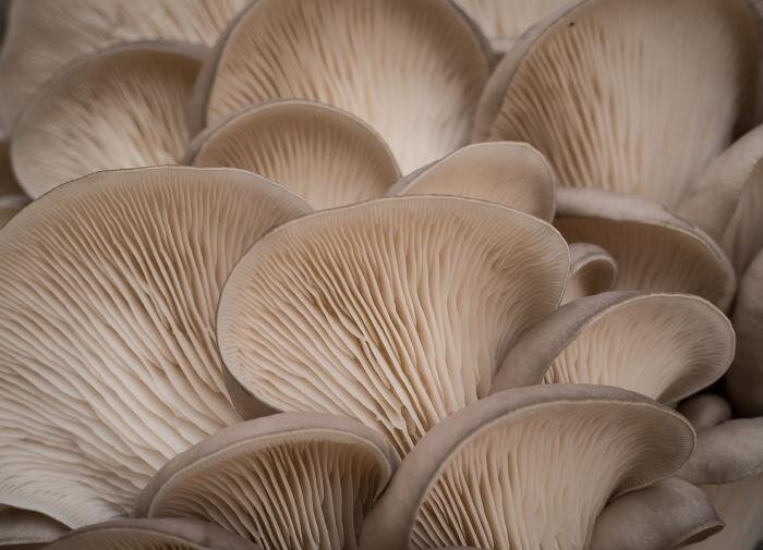 Выращивание вешенок в домашних условиях: гайд для любителей грибов