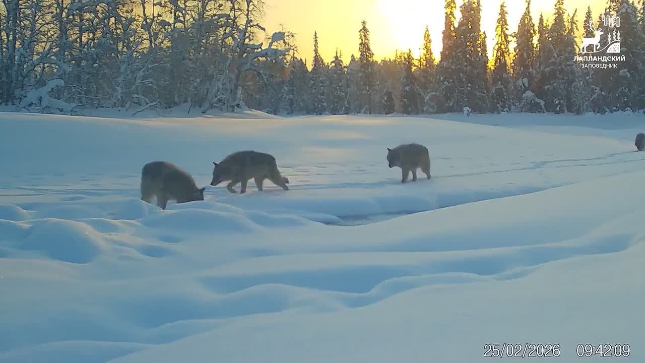 Доброе утро, Заполярье!. Фотоловушка в Лапландском заповеднике запечатлела живописную сцену в дикой природе: стая волков пересекает замерзшую реку, и один из хищников вдруг останавливается, чтобы тщательно исследовать запах...