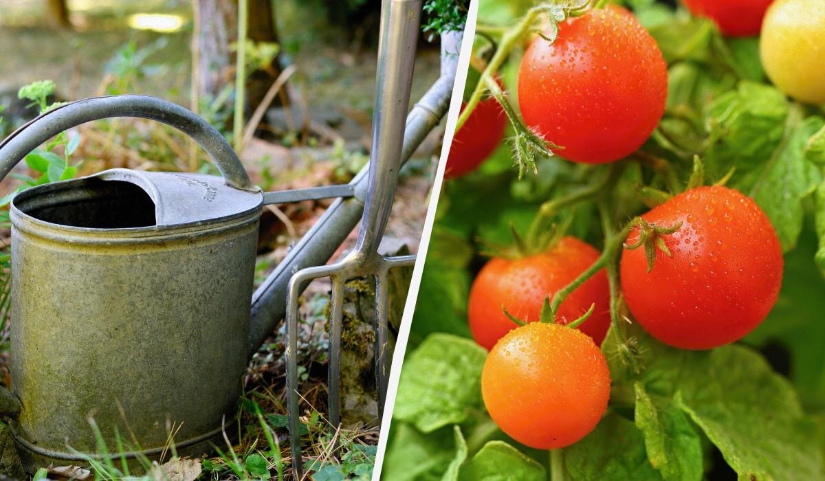 Как ускорить созревание помидоров: секреты для последнего урожая