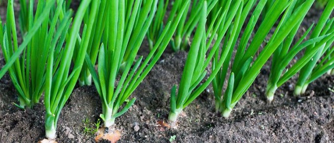 ������������ ���������� ������ ����-�����