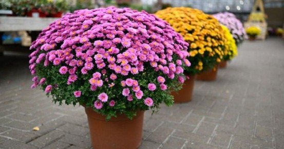 ������ ���������� ����������� �� ����� � ��� ��������� � �� �����?