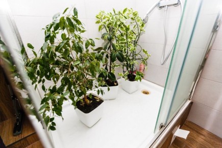 Когда душ для растений полезен, а когда опасен?