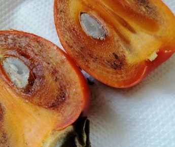 Эффективные способы избавиться от мошек в вашем доме