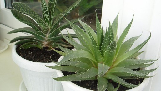 ��� ������ ��������� �������� �� ��������: ������� ������