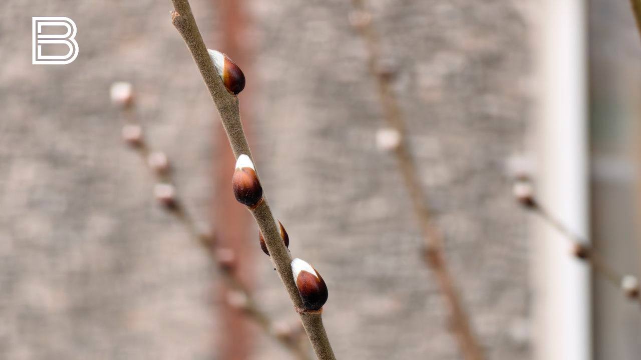 По данным мурманского гидрометцентра, 28 марта в Кольском Заполярье ожидается облачная с прояснениями погода, в отдельных районах туман