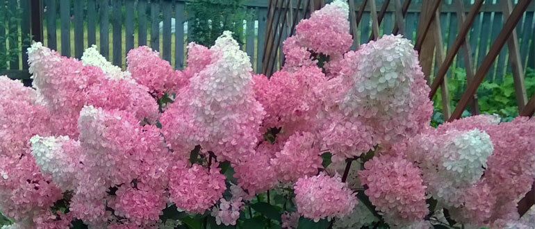 Пышное цветение гортензий: секреты ухода