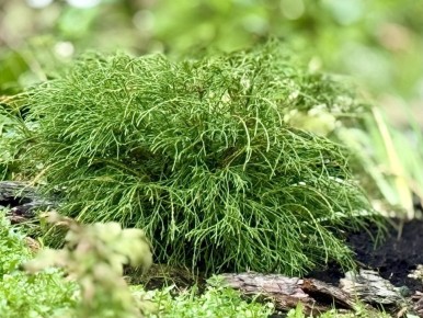 ��� ������ ������������: ����� ������ �� ������� ��������