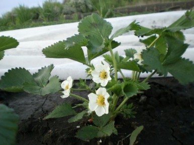 Секреты успешного ухода за клубникой: остерегайтесь распространённых мифов