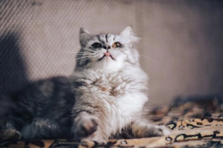 Семейные коты: топ-10 пород для дома с детьми