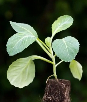 Что нужно знать для успешного выращивания рассады капусты