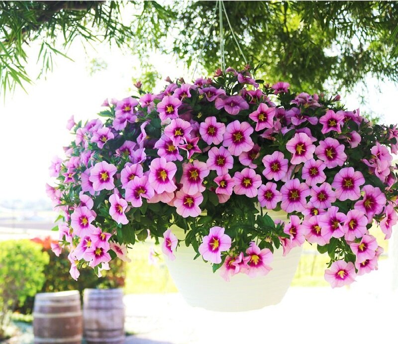 Калибрахоа: красивый цветок для любого сада