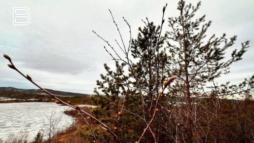 По информации Мурманского УГМС, 30 марта в Кольском Заполярье будет облачно с прояснениями