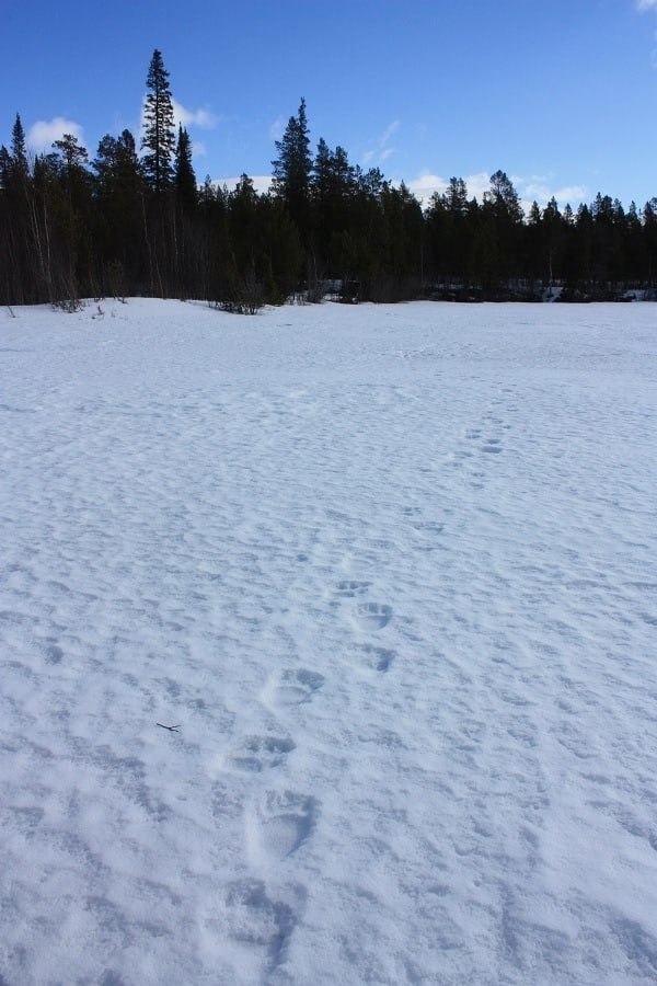 В Заполярье проснулись мишки