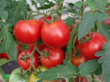 ����� ���� ����: ������� ��������� ������