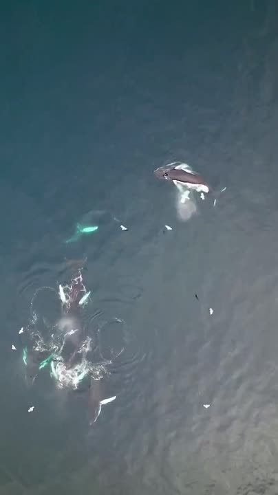 В Мурманскую область пришли киты?