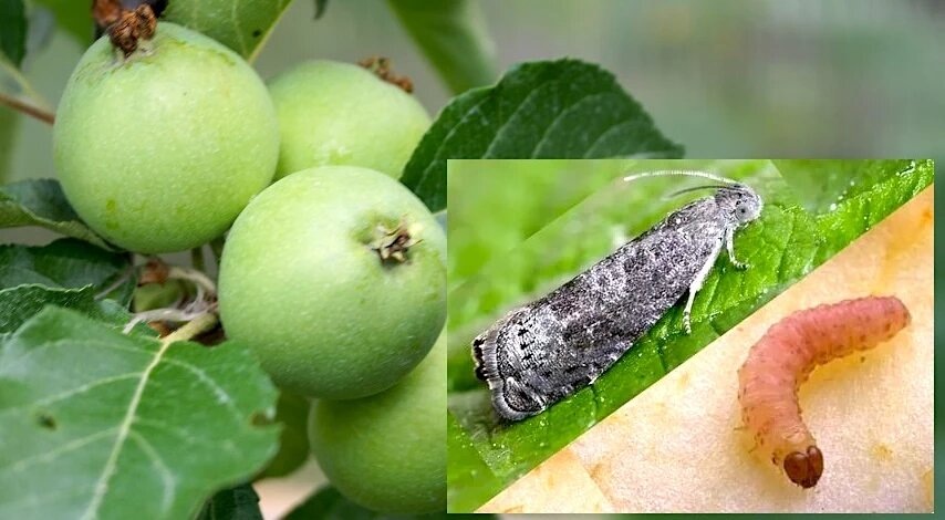Как сохранить урожай: эффективная борьба с плодожоркой в саду
