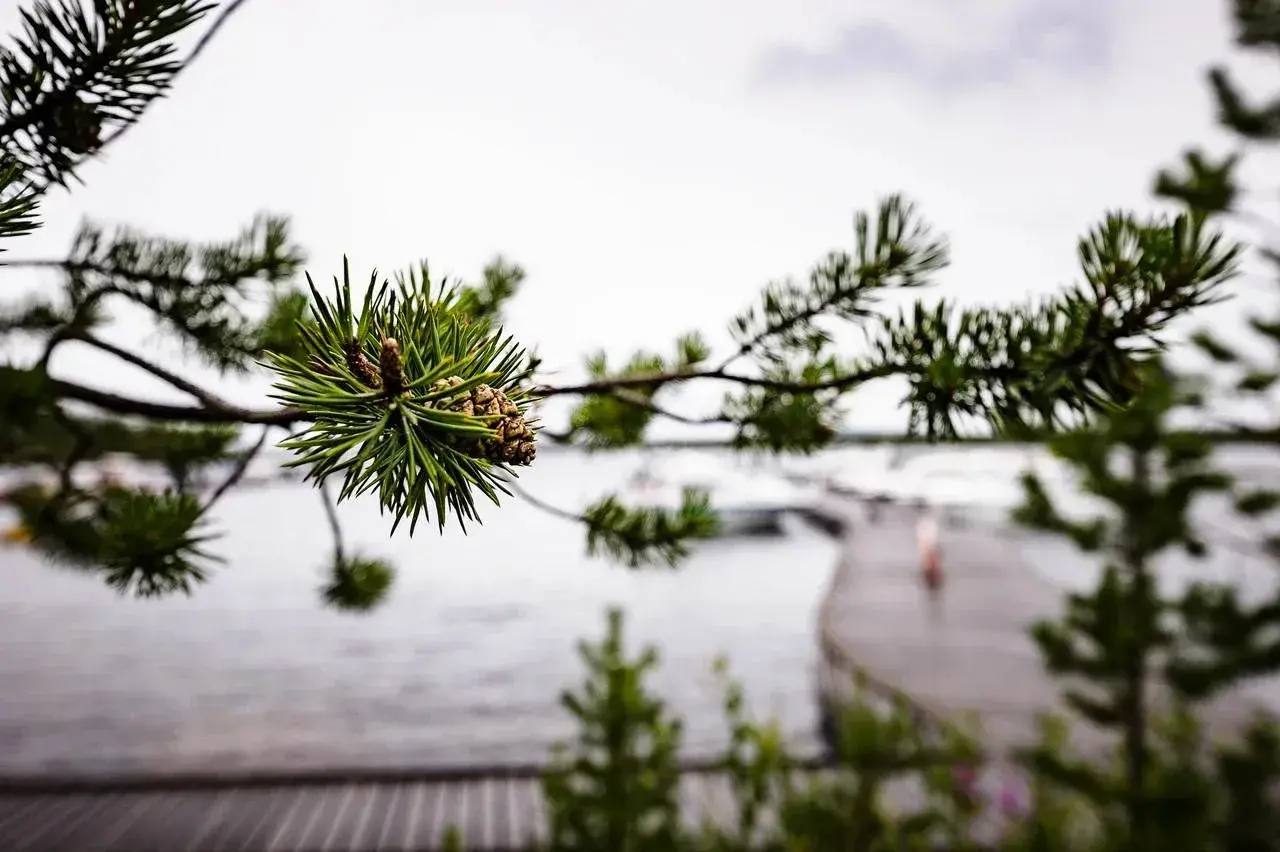 В Мурманской области запущен новый сервис по подбору земли для льготных категорий граждан