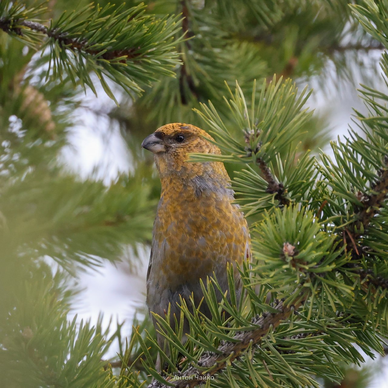 Доброе утро, Заполярье!. А вы знали, что на мурманской «Снежинке» обитает настоящее пернатое разнообразие: зеленушка, большой пестрый дятел, кукша и даже щур Доброе утро, Заполярье!. А вы знали, что на мурманской «Снежинке» обитает настоящее пернатое разнообразие: зеленушка, большой пестрый дятел, кукша и даже щур