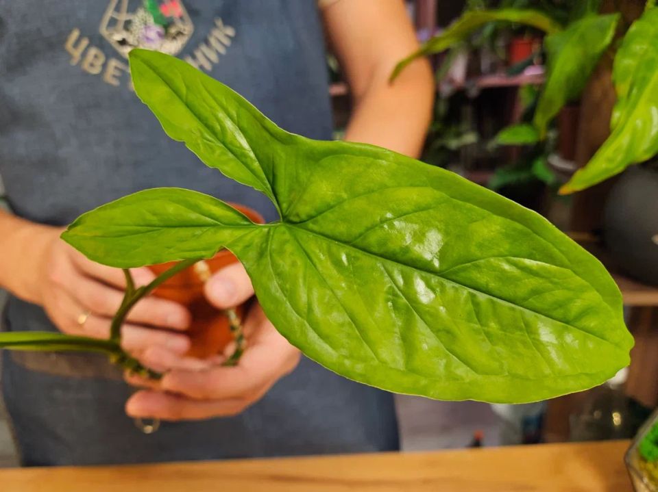 ��������������� ������: ��� ������� ����������������� ����� ������